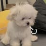 Poppy_Amber的头像