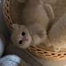 风眠来信的头像