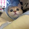 Kiki野渡的头像