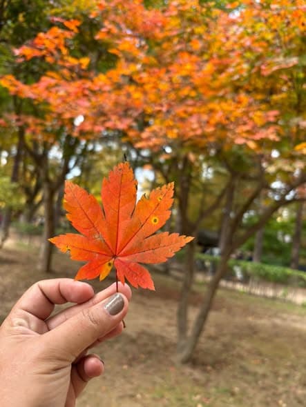 韩国旅行回忆：南怡岛美景与难忘旅程封面图