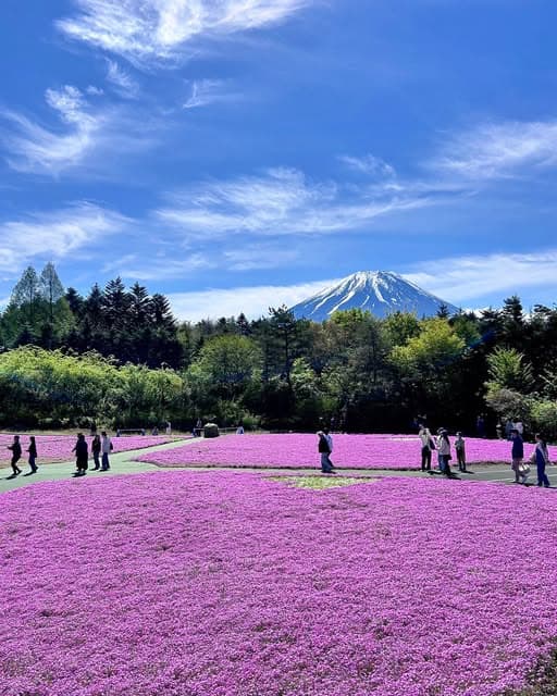 日本富士山春日美景：慢下来欣赏生活中的小确幸 - 图片1