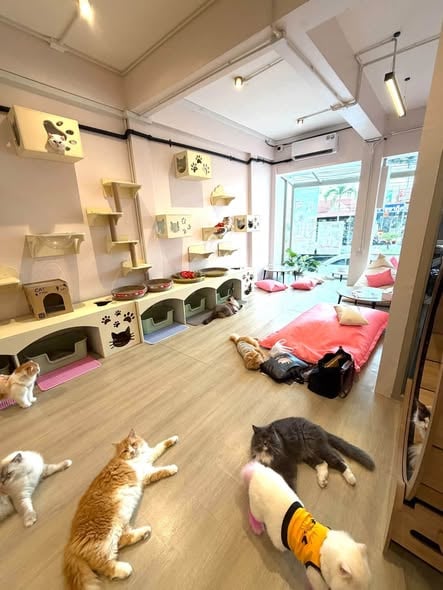 泰国芭提亚四层楼猫主题商业综合体急转，含32只猫及全套设备
