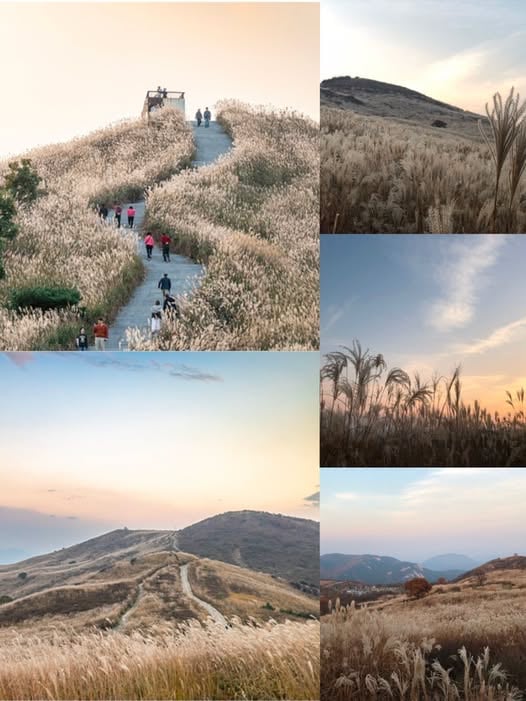 韩国合川黄麻山银芒草海：秋日绝美徒步摄影地推荐