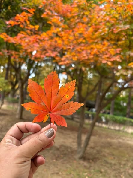 韩国旅行回忆：南怡岛美景与难忘旅程