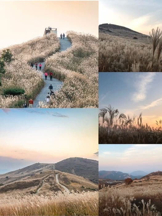 韩国合川黄麻山银芒草海:秋日绝美徒步摄影地推荐封面图